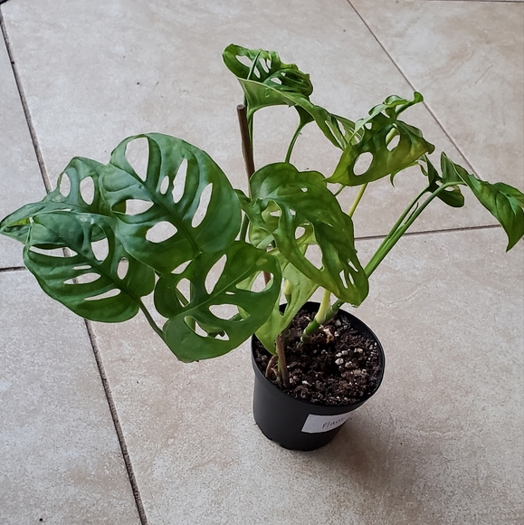Monstera Adansonii (G) | 3" pot - Picture 4 of 10